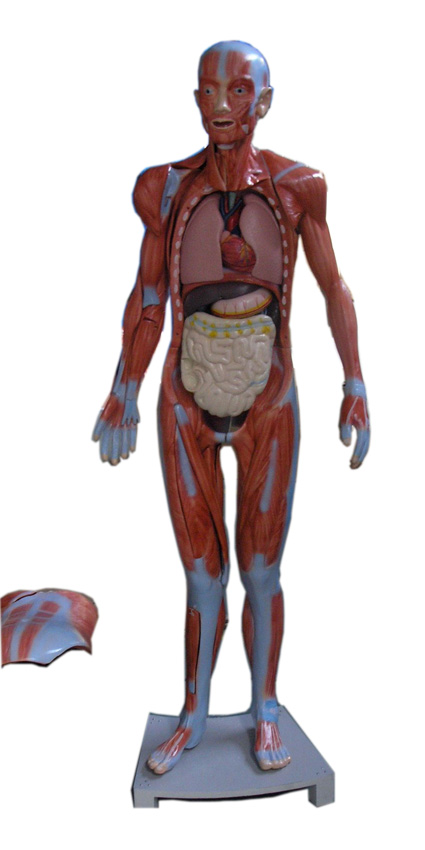 人體全身肌肉附內(nèi)臟模型（29部件170CM）