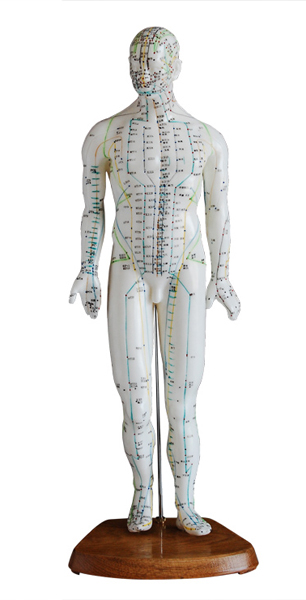 人體針灸模型 46CM