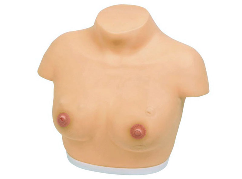 高級乳腺視診與觸診模型