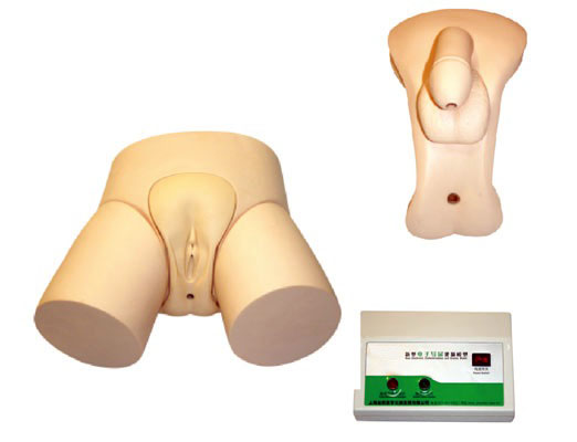 男女可互換電子導尿模型