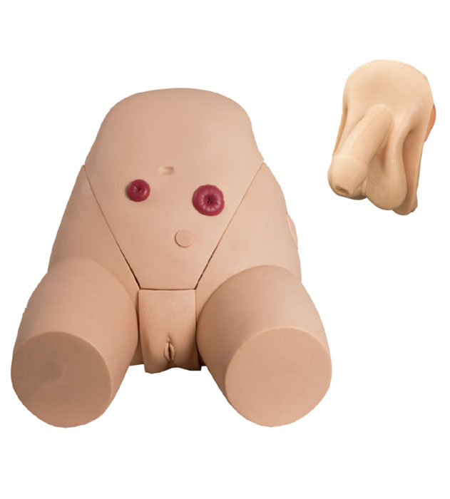 男女性別可互換導尿模型
