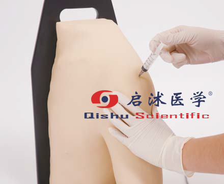 肩關節(jié)腔內注射模型