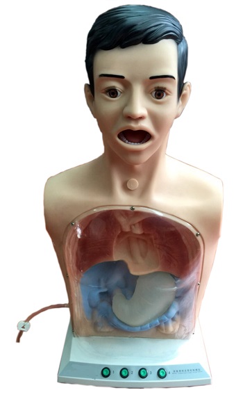 半身帶鼻飼管模型