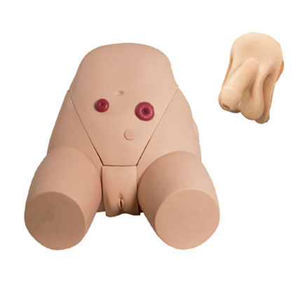 男、女導尿模型